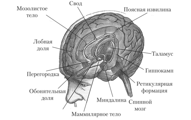 Изображение к статье: 10 самых необычных структур головного мозга