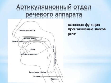 Изображение по разделу: Что такое артикуляционный аппарат