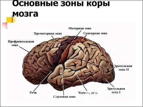 Изображение по разделу: Что такое моторная алалия?