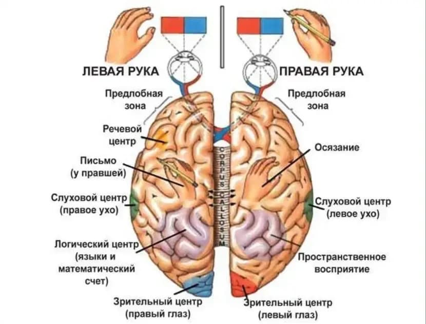 Изображение по разделу: Как и зачем развивать межполушарные связи?