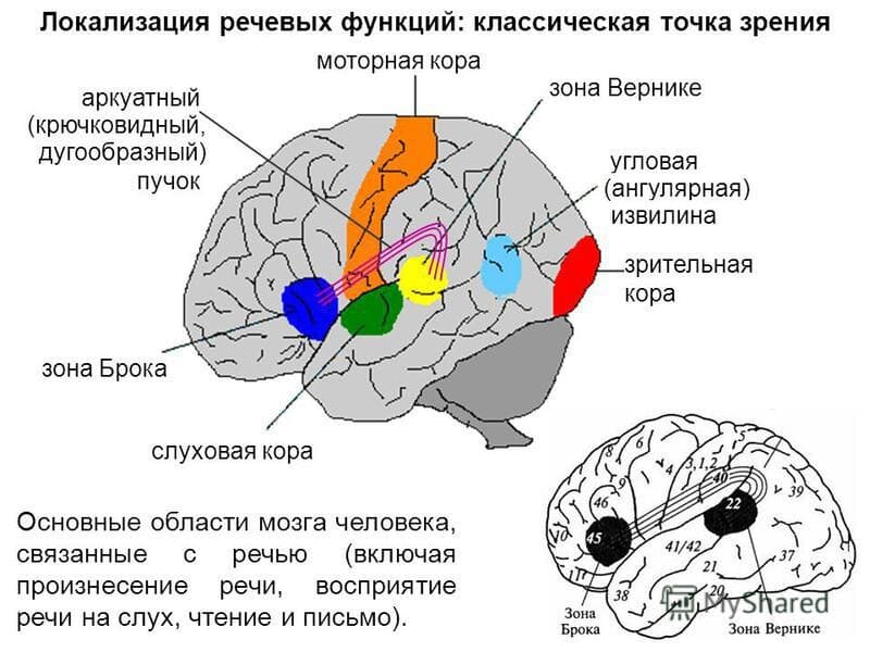 Изображение к статье: Речевой центр Брока и зона Вернике