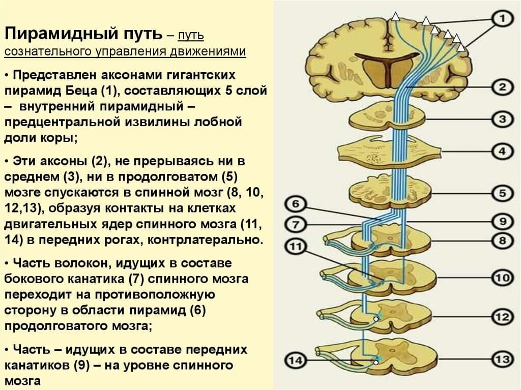 Изображение к статье: Синдром пирамидной недостаточности как фактор риска дизартрии
