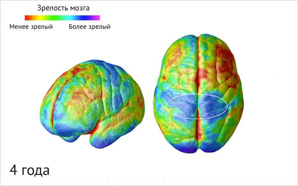 Изображение к статье: Созревание мозга
