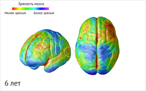Изображение к статье: Созревание мозга
