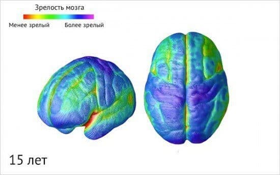 Изображение к статье: Созревание мозга