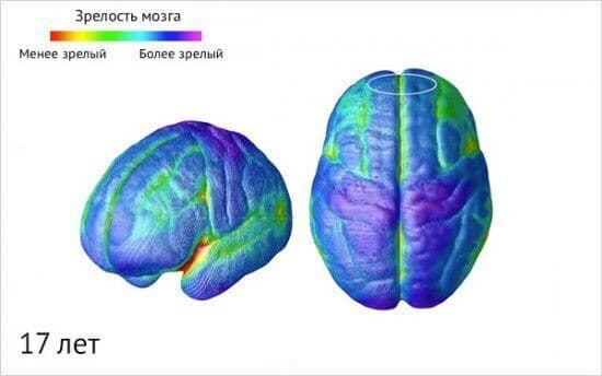 Изображение к статье: Созревание мозга