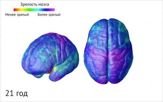 Изображение к статье: Созревание мозга