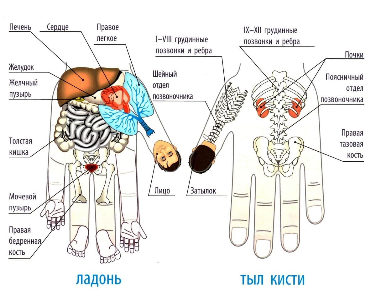 Изображение к статье: Су-Джок терапия для речи