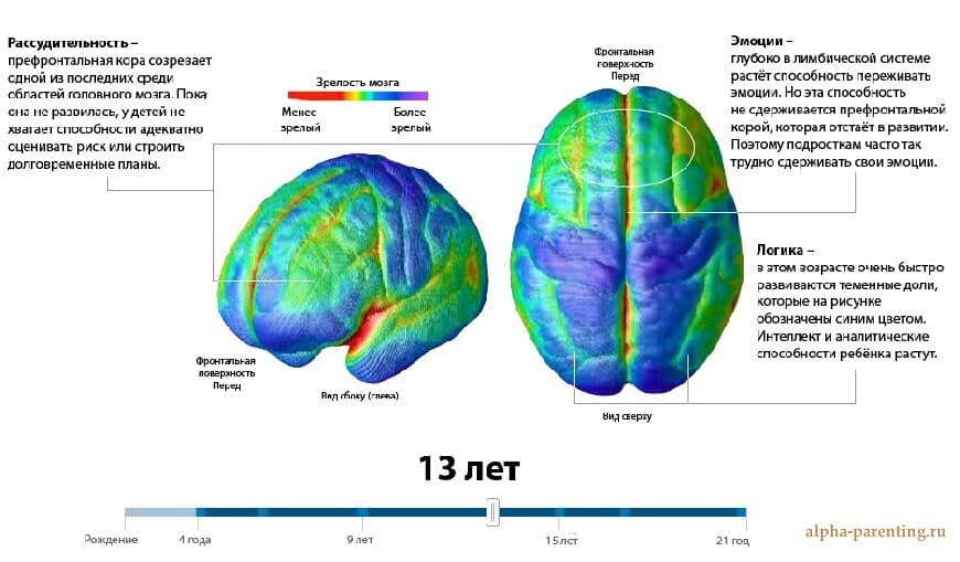 Изображение к статье: Возрастные этапы созревания мозга