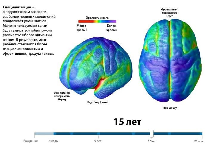 Изображение к статье: Возрастные этапы созревания мозга