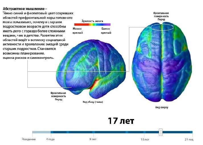 Изображение к статье: Возрастные этапы созревания мозга